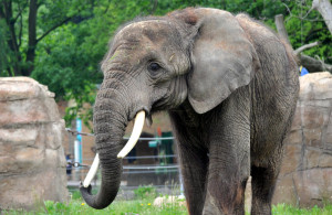 Elefantenkuh Sara war ein magischer Anziehungspunkt im Rostocker Zoo. Foto: Joachim Kloock