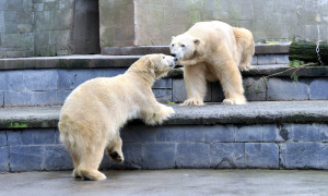 Eisbären Vilma und Lars im Zoo Rostock. Foto: Joachim Kloock