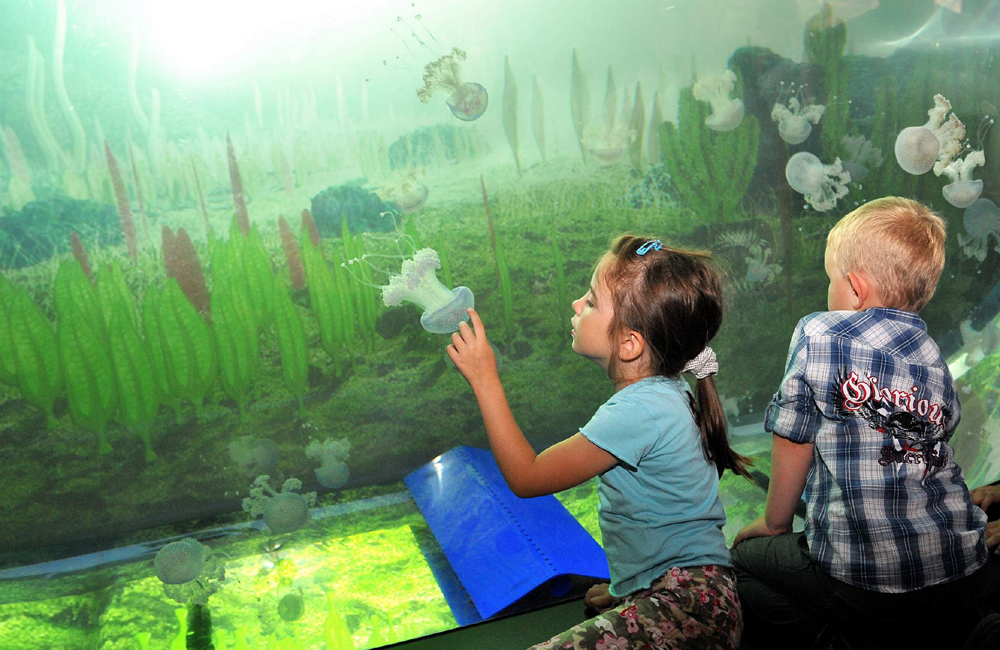 Faszinierende tropische Unterwasserwelt – im Darwineum sind die Besucher hautnah dabei. Foto: Joachim Kloock
