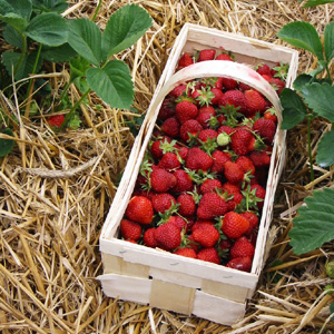Erdbeeren im Körbchen