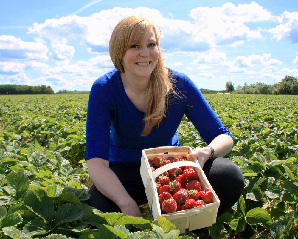 Leckere Erdbeeren auf Karls Feldern zum Selbstpflücken. Foto: Karls Markt OHG