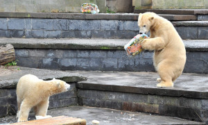 Fiete und Mama Vilma beim Eisbären-Geburtstag im Zoo Rostock. Fotos: Joachim Kloock
