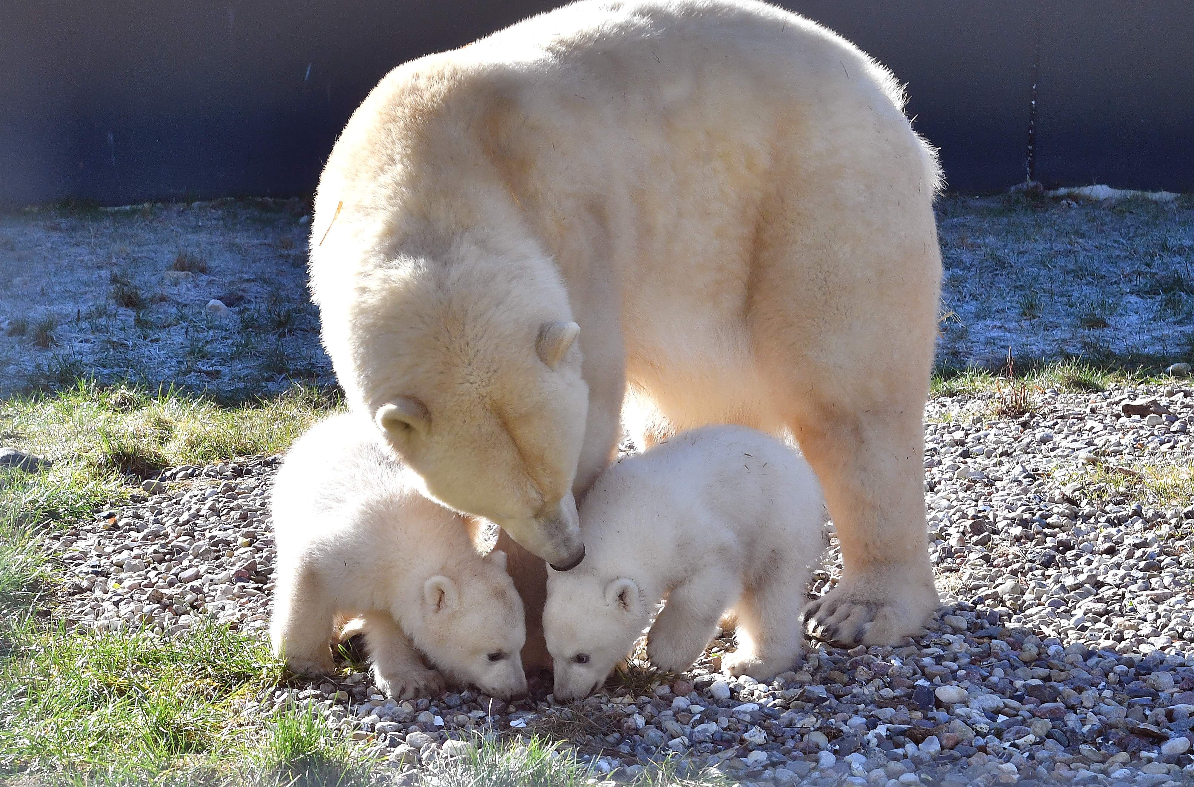 Eisbären Kaja und Skadi mit ihrer Mama im Zoo Rostock