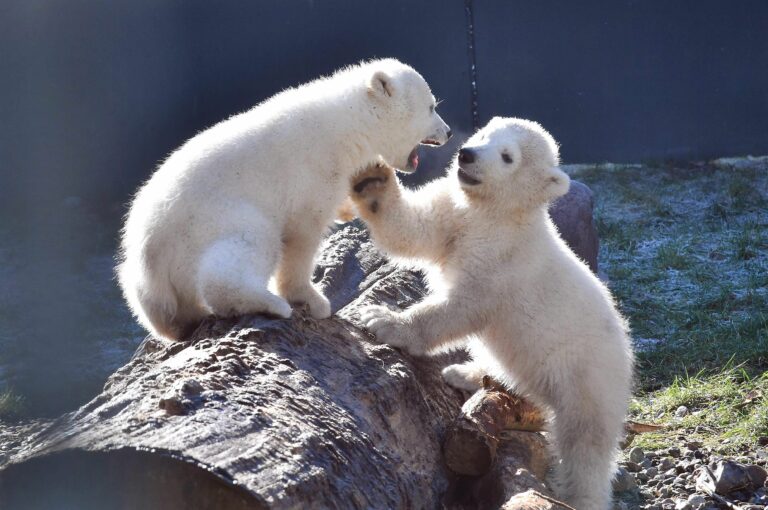 Eisbären Kaja und Skadi im Zoo Rostock