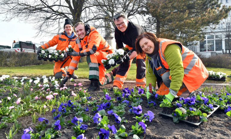 Stadtgärtner bepflanzen Beete auf der Promenade mit Frühblühern