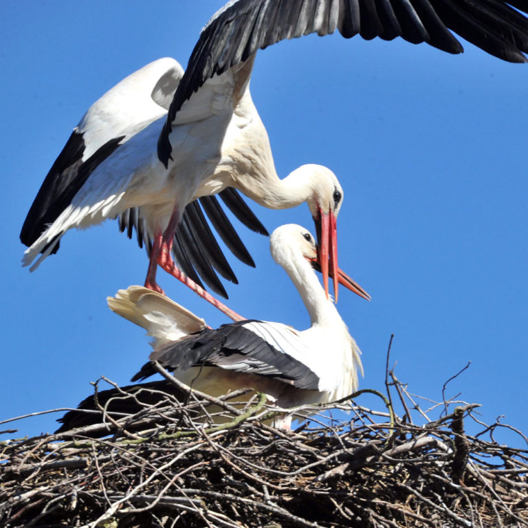 Klapperstorch. Foto: Joachim Kloock